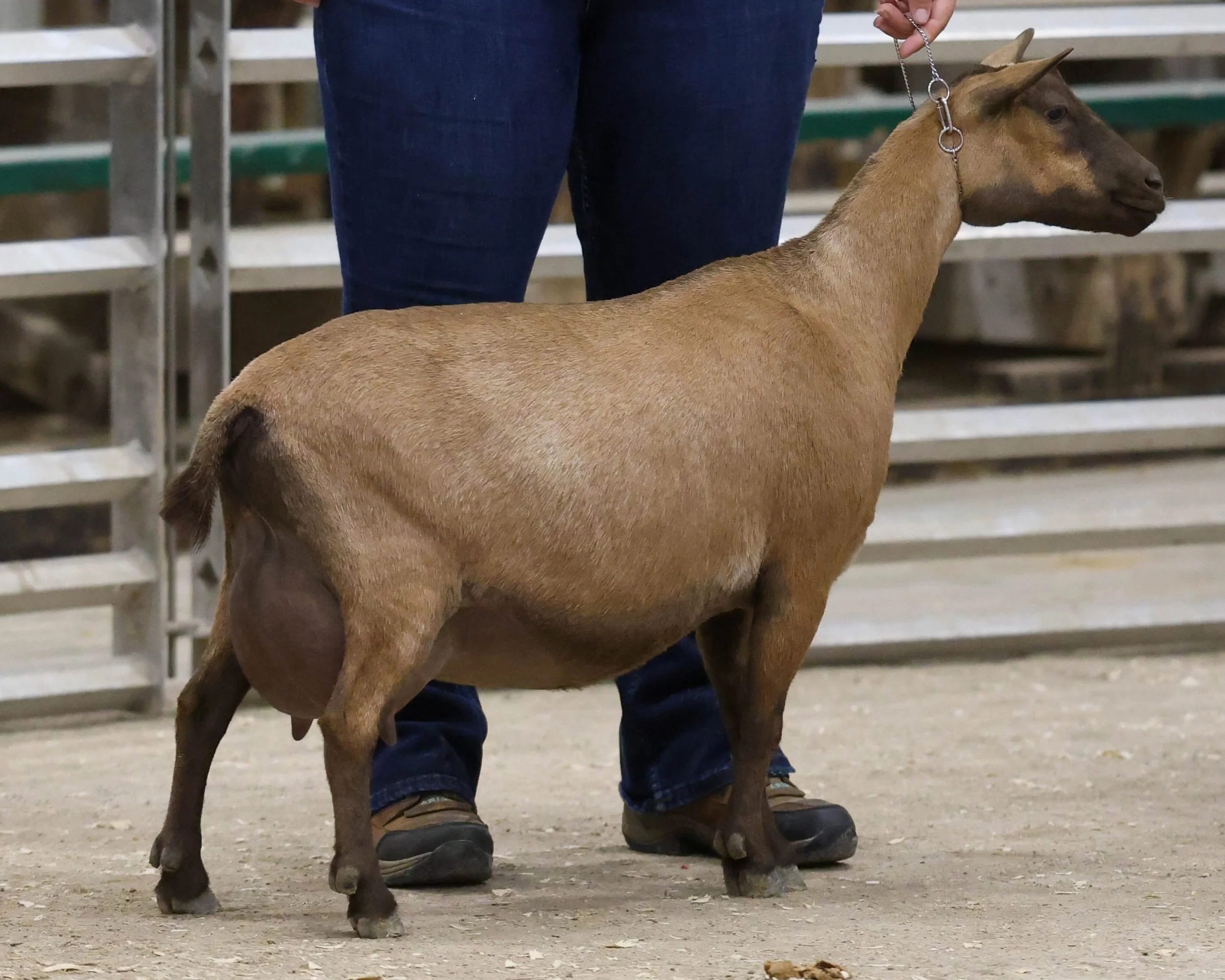 A small brown goat standing on a dirt floor, held on a chain by a person wearing blue jeans and brown shoes.