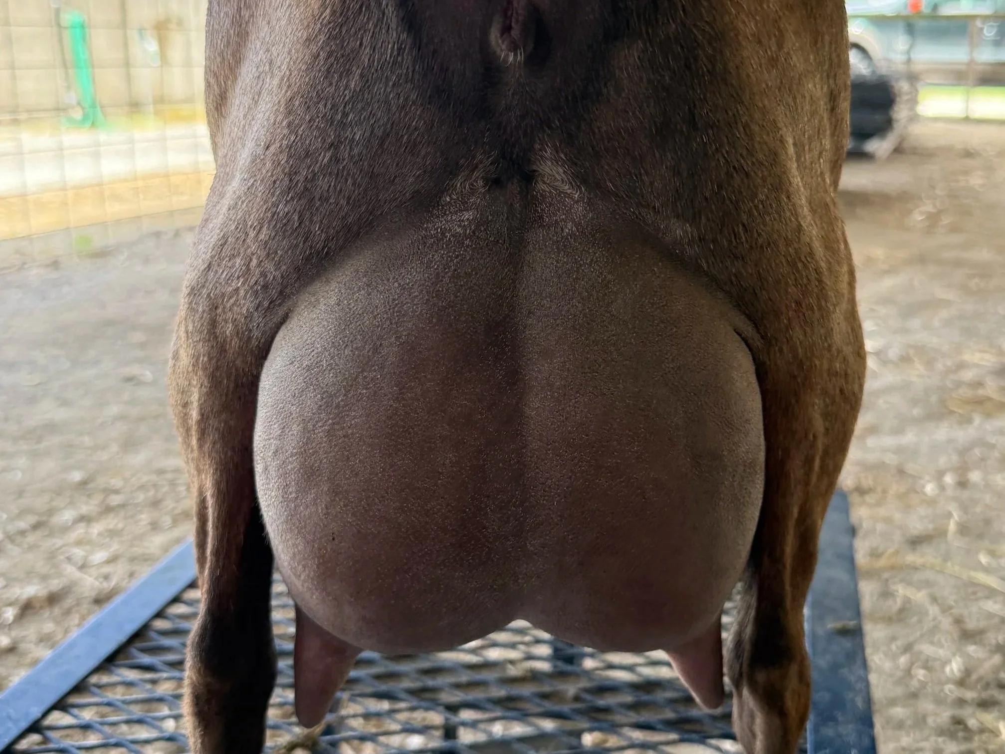 Close-up of a brown goat's udder.