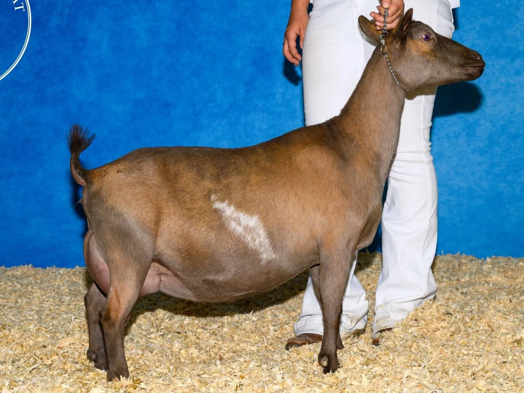 A brown goat with purple eyes being held on a chain leash by a person wearing white pants and a white shirt, standing on a bed of wood shavings or straw in front of a blue background.