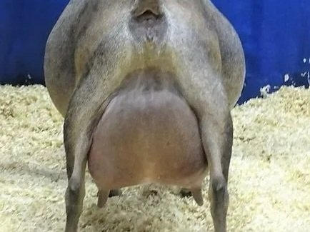 Close-up of a goat's udder, with the goat's face and head not visible in the image.