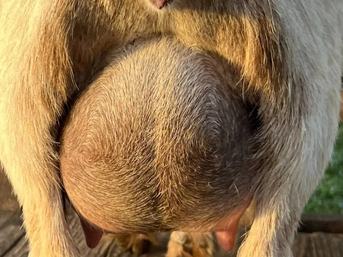 Close-up of a goat's udder.