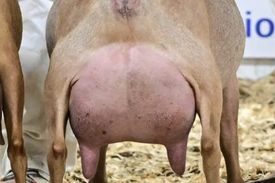 A close-up of a female goat with an udder, seen from behind, standing on wood shavings at an indoor livestock show.