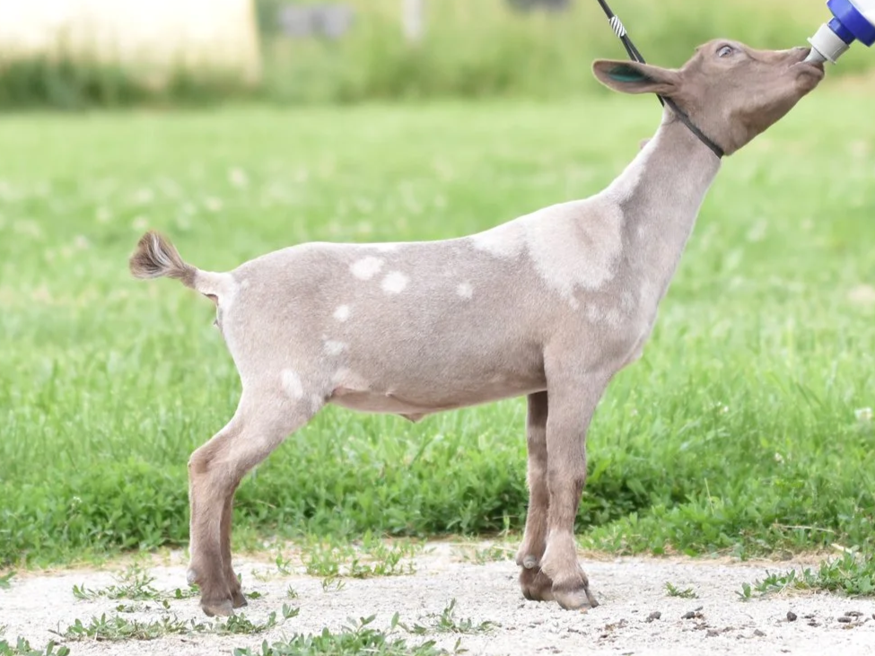 A young goat drinking milk from a bottle held by a person outside on a grassy field.
