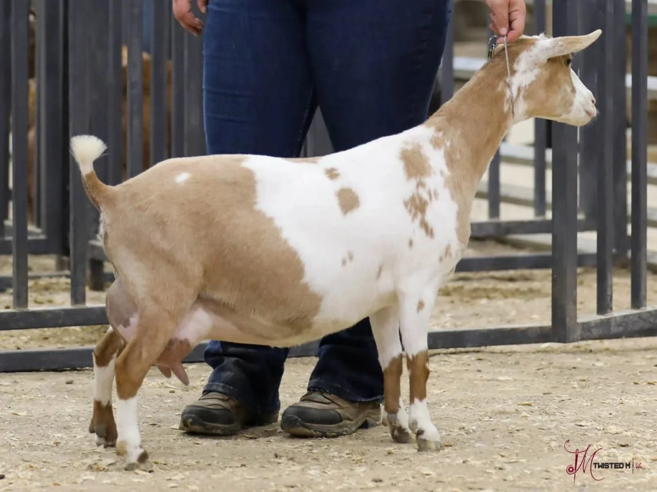 A person holding a small dairy goat on a leash at a livestock show.