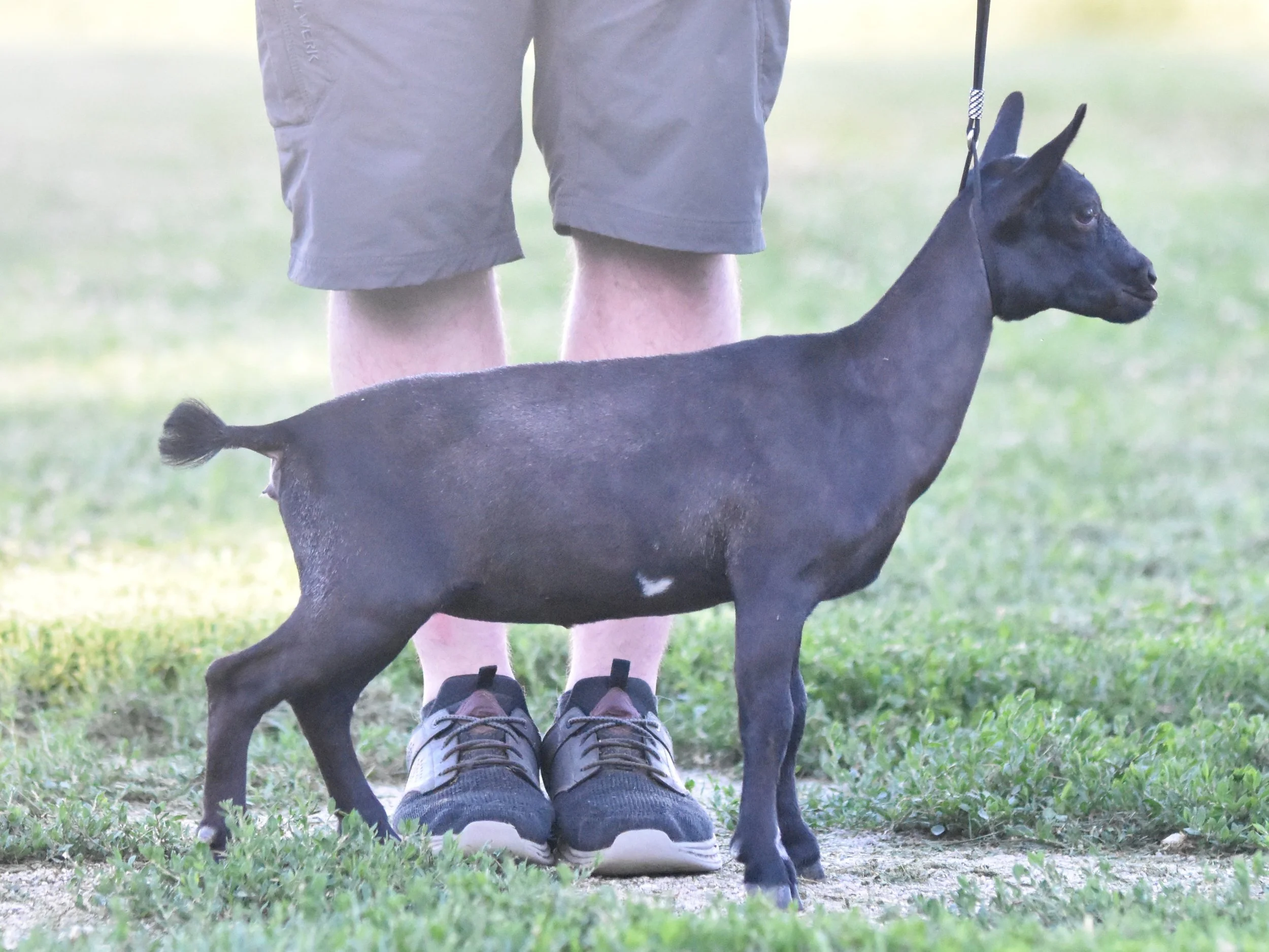 Person standing on a grassy field wearing khaki shorts and sneakers, with a small black goat standing close in front of their feet, and a larger black goat partly visible in the background.