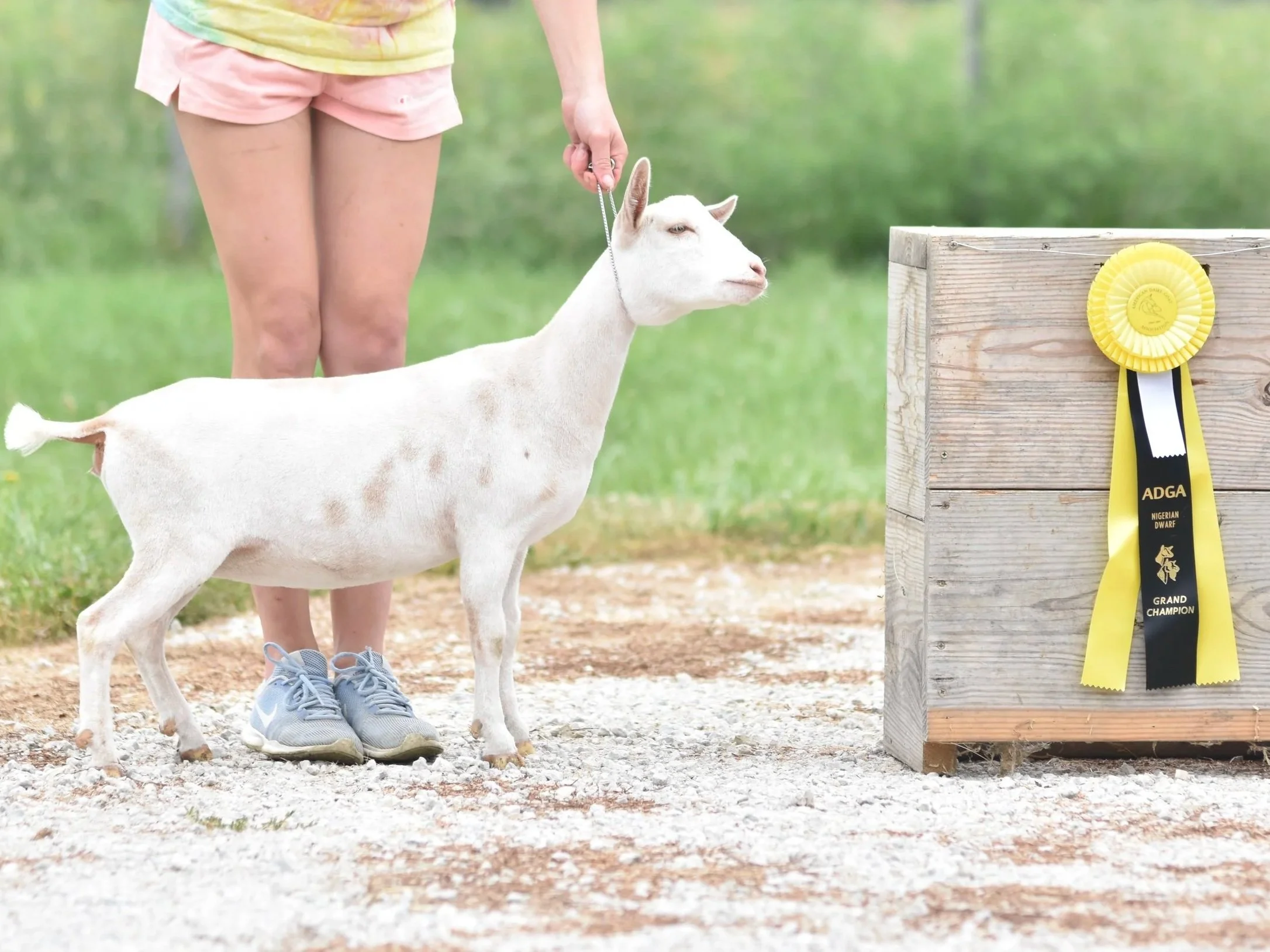 Young white goat with brown markings drinking milk from a bottle held by a person outside on a gravel area with grass and a black wooden fence in the background.