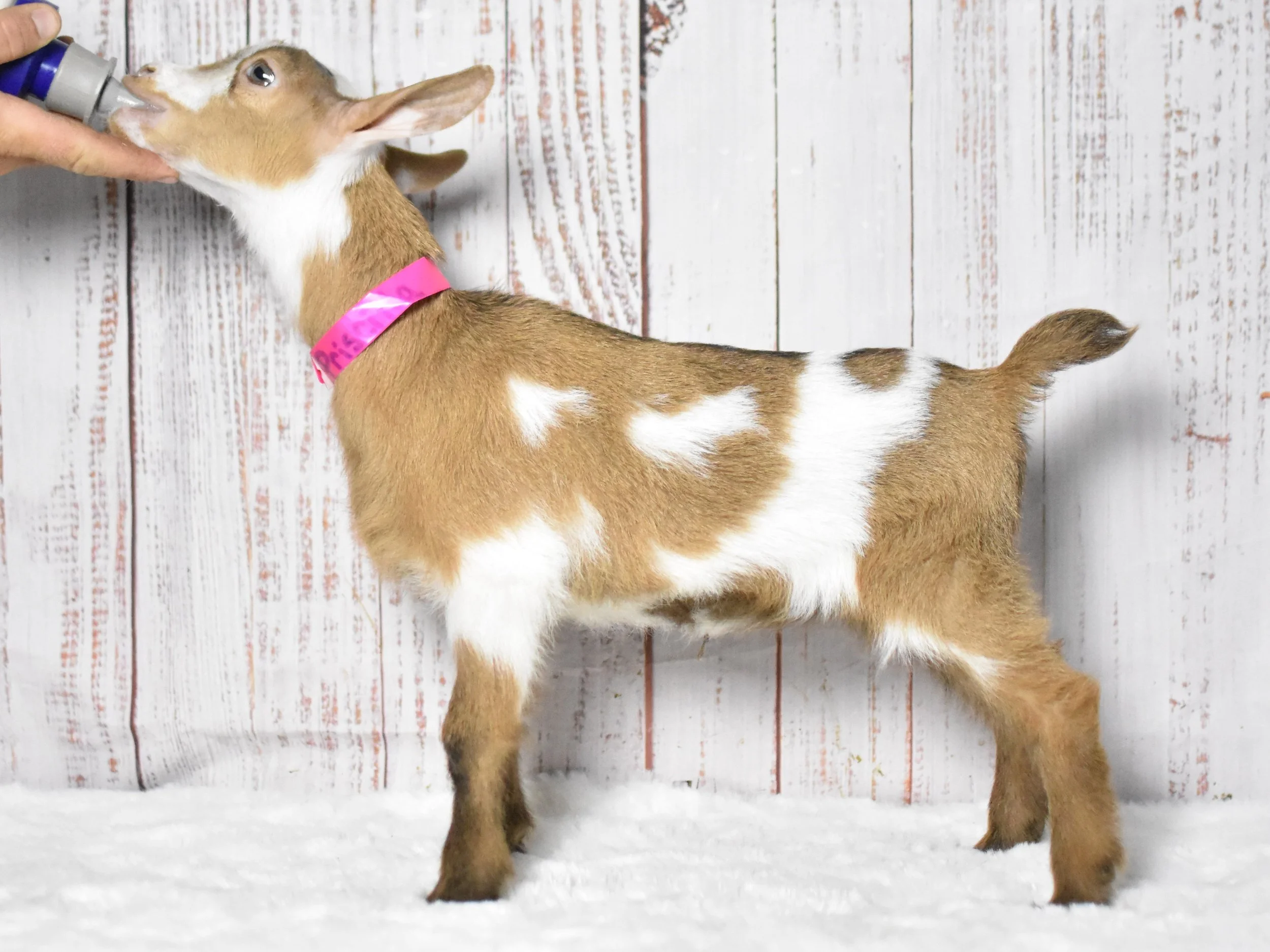 A small brown and white goat standing on a white surface against a white wooden background, drinking milk from a bottle held by a person.
