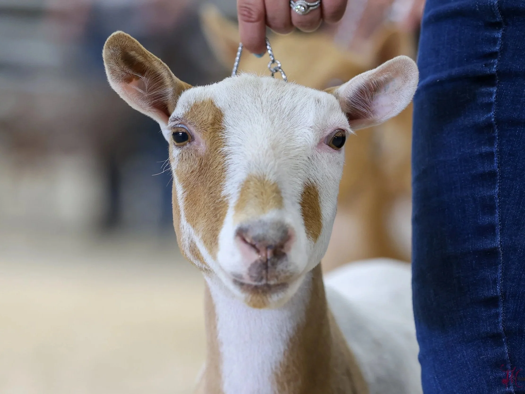 Close-up of a young goat with white and tan fur, wearing a chain harness. A person in a blue shirt is holding the chain, and the background is blurred.