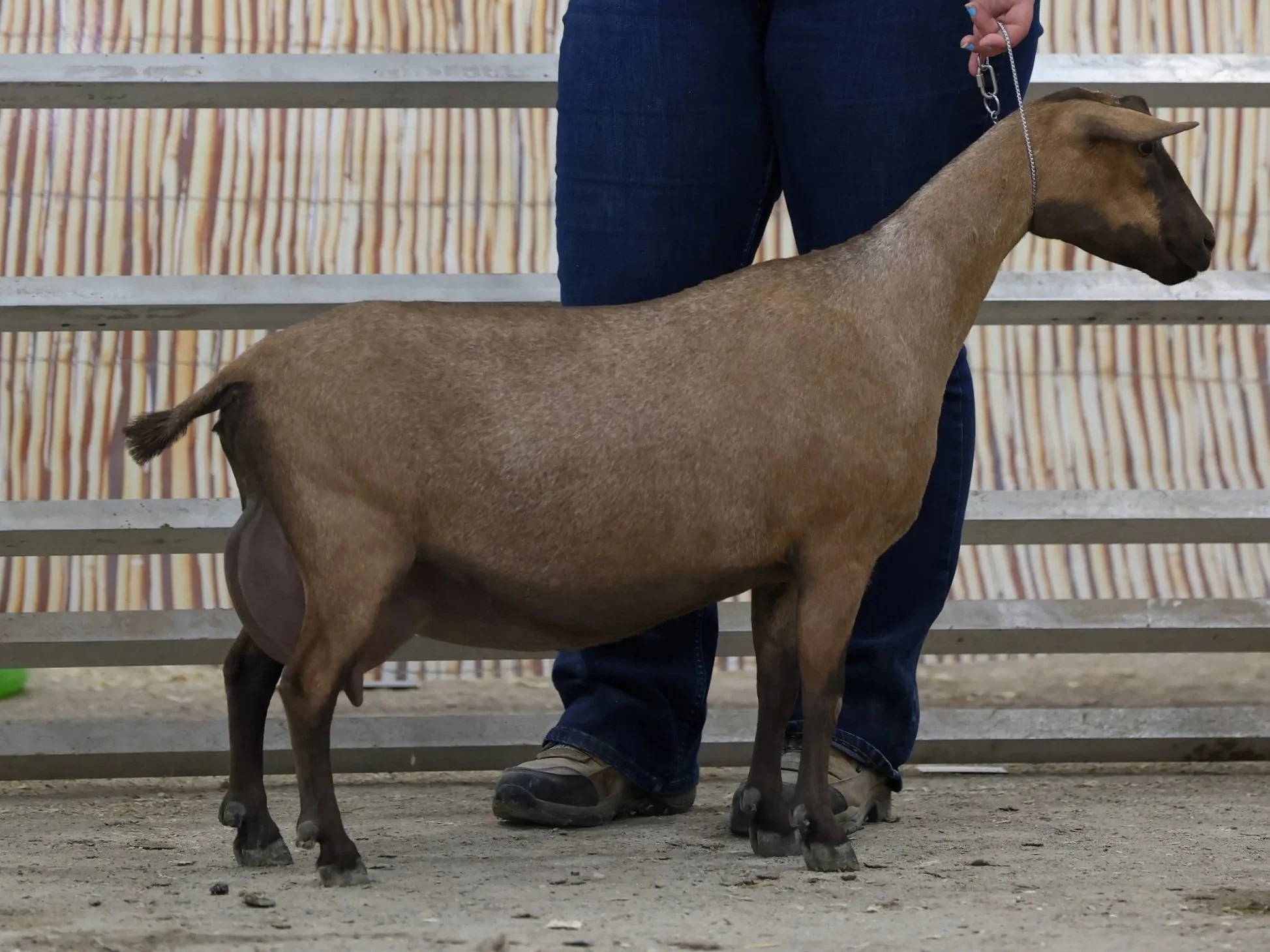 A brown goat standing on a dirt ground with a person holding a leash nearby, in front of a metal fence and a background of bamboo or wooden fencing.