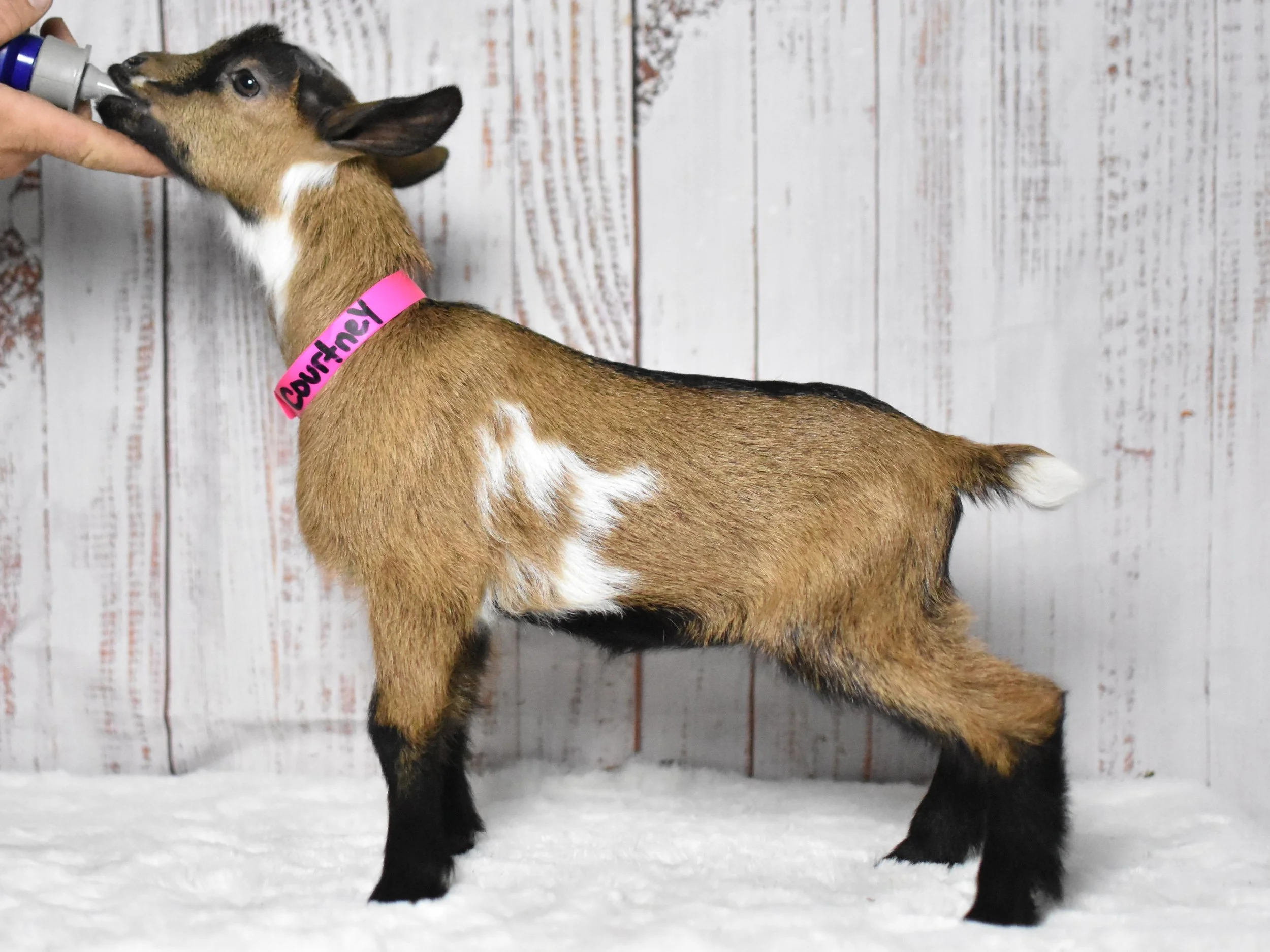 A young goat drinking milk from a bottle held by a person. The goat wears a pink collar with writing on it. The background is a white wooden wall.