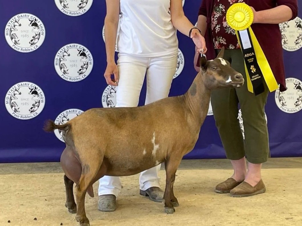 A goat standing on a dirt floor during a livestock show with two women holding its leash, one woman holding a yellow and black ribbon, and a dark blue backdrop with white circular logos that read 'Mid-State Dairy Goat Show' and 'Paso Robles, CA'.
