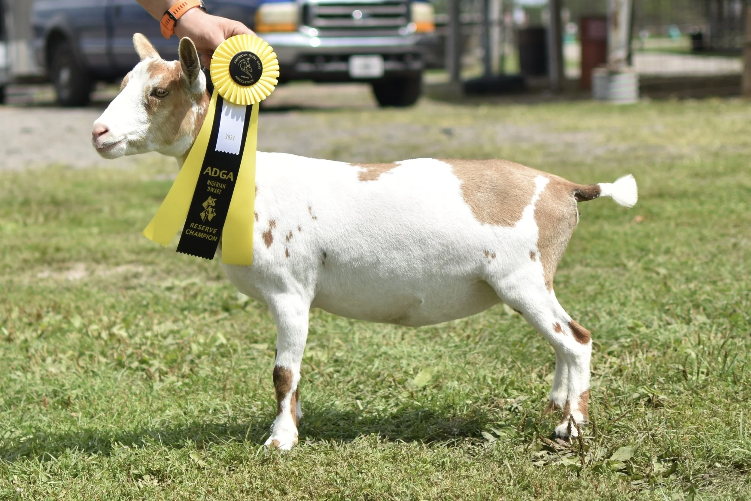 A young Nigerian Dwarf goat with white and brown patches stands on grass, wearing a yellow ribbon awarded by the American Dairy Goat Association, with a person holding the ribbon's rosette. The background shows parked cars and trees.