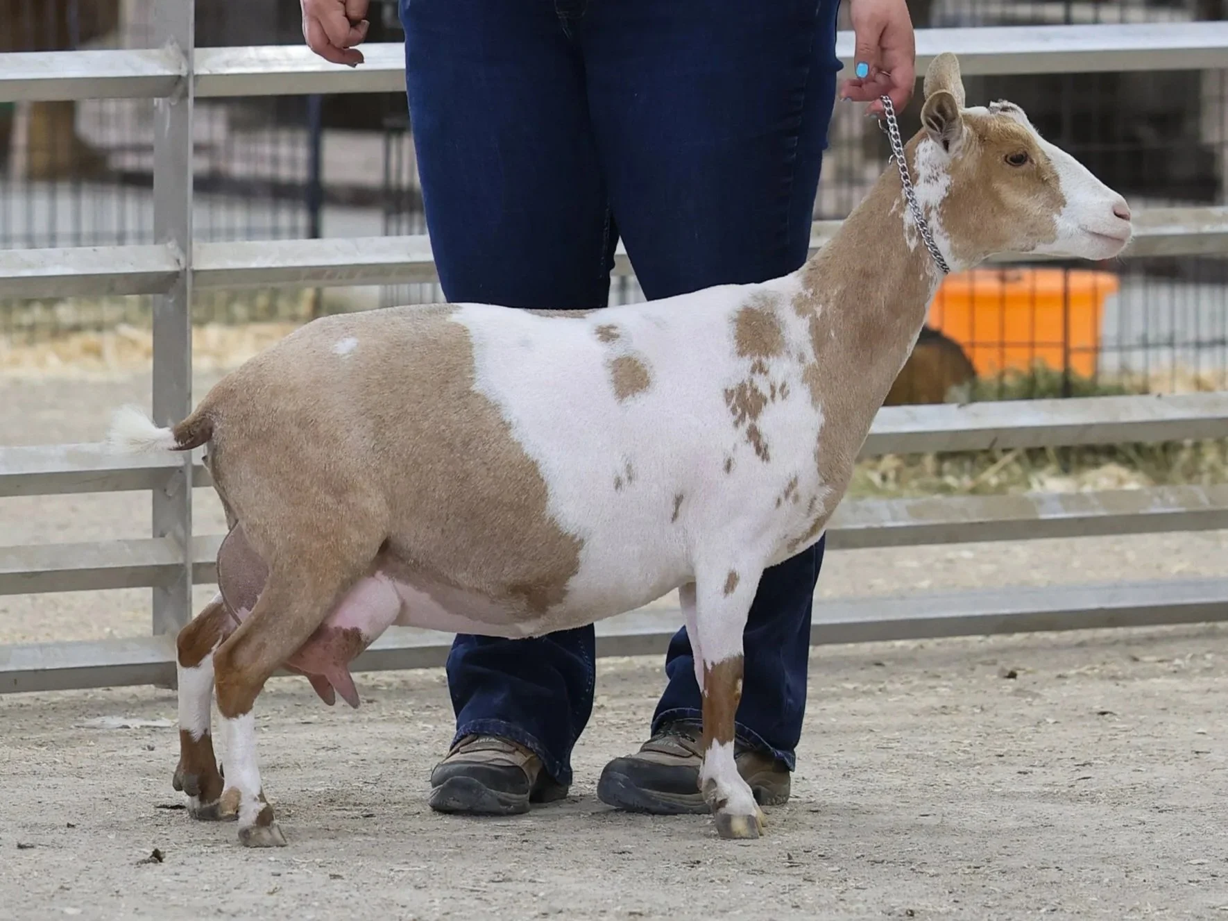 Young goat with light brown and white spots standing on dirt ground, being held on a chain by a person wearing jeans and sneakers, behind a metal fence.