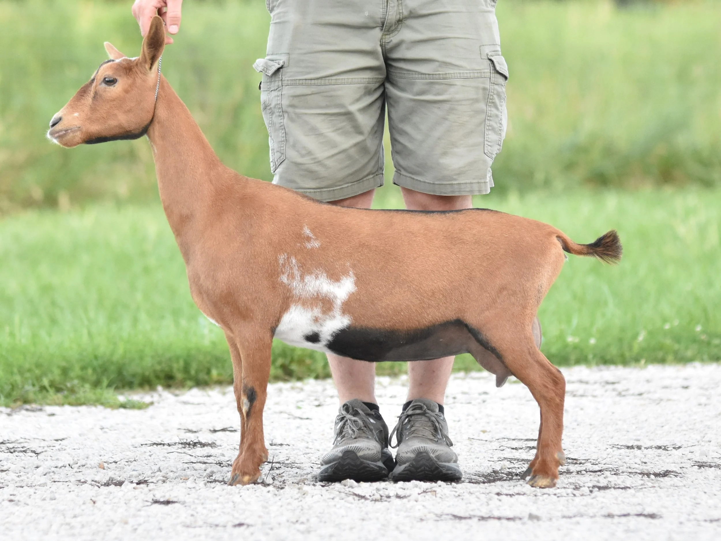 A person in jeans and sneakers holding a brown goat on a lead outdoors on a paved surface.