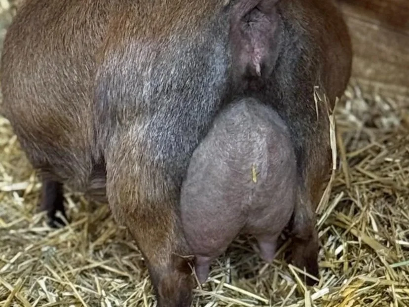 Close-up of a goat's udder.