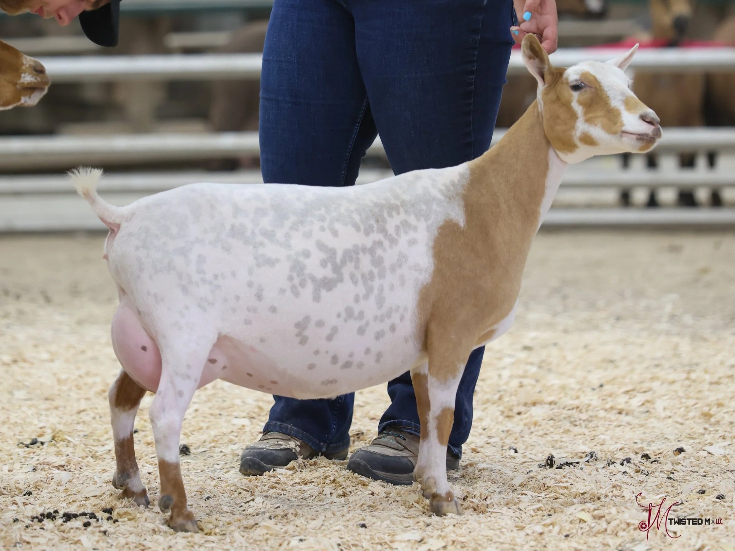 A person in blue jeans is handling a white and brown spotted goat in an indoor setting with a wood chip or sawdust covered floor.