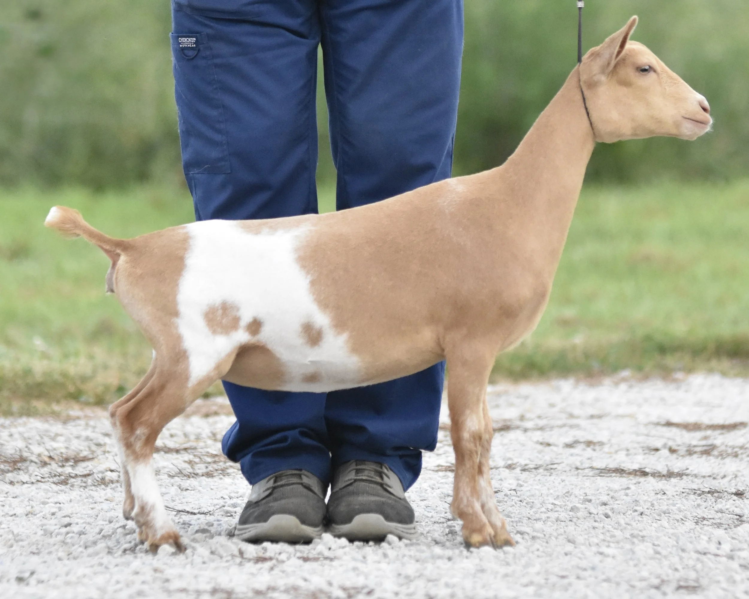 A young goat, or kid, standing on grass while being held by a leash, in an outdoor setting with blurred greenery in the background.