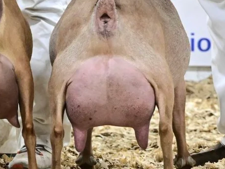 Close-up of a cow's udder and lower abdomen