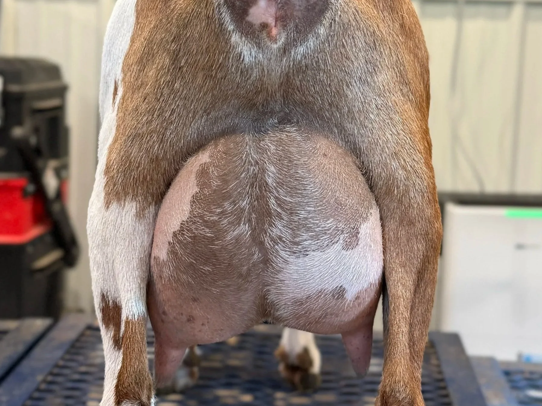 Close-up of a dog's belly showing fur, skin, and nipples, with a blurred background including some equipment and a white wall.