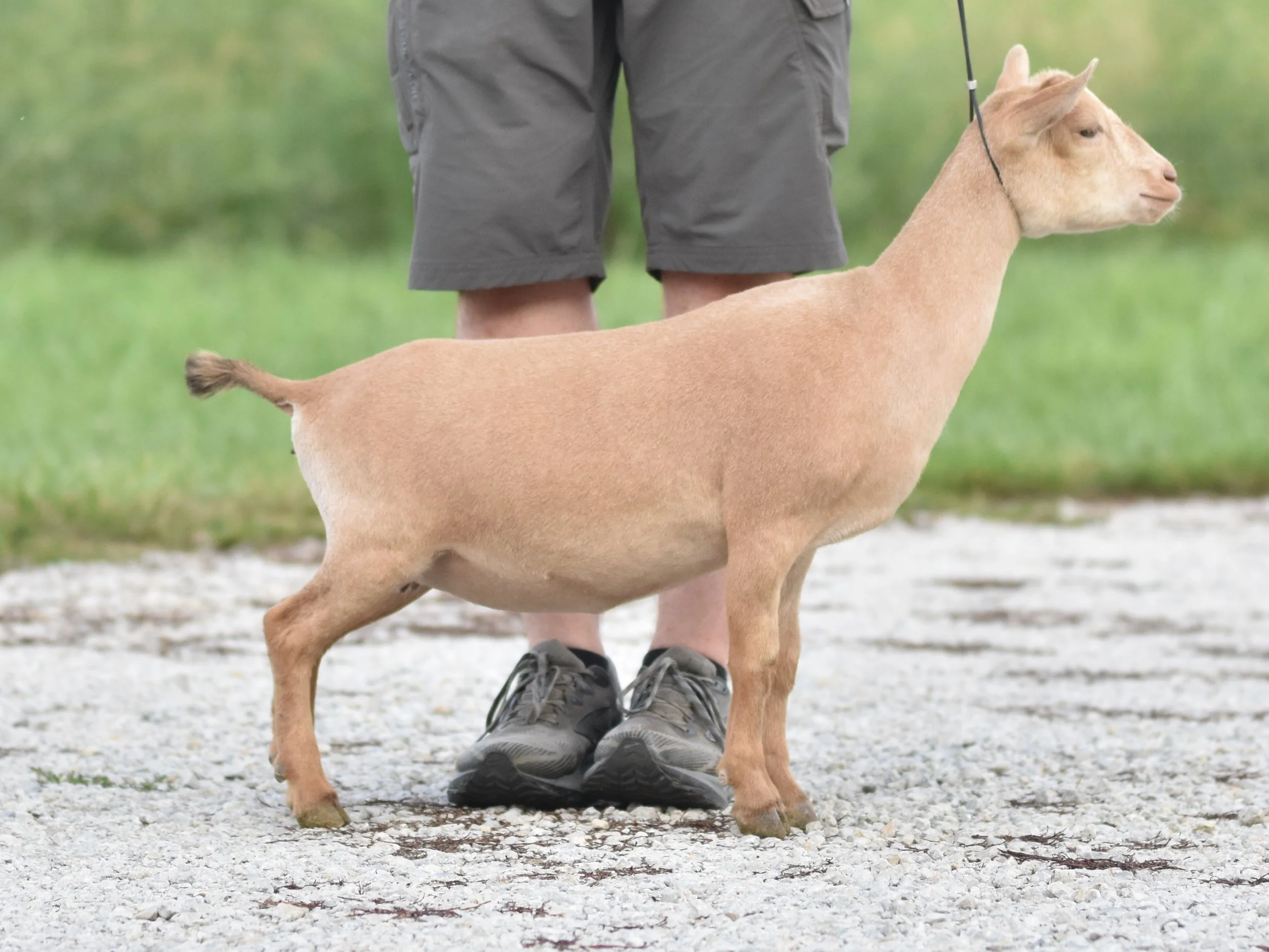 A young goat with light brown fur and a purple collar standing on dirt ground. A person's hand is reaching over to touch the goat's face. The person is wearing blue jeans and brown boots, and the scene is set near a metal railing.