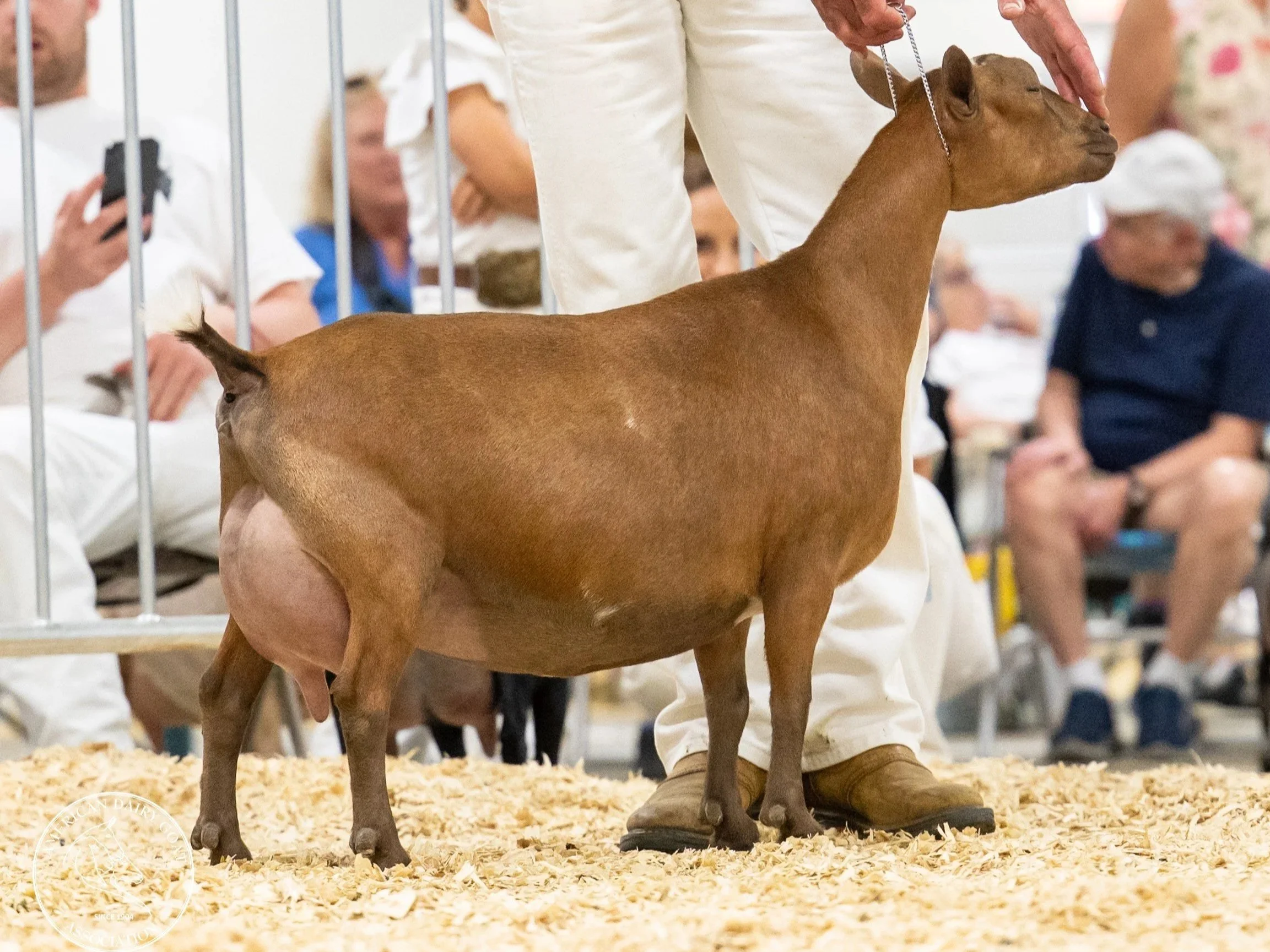 A brown goat being shown at a livestock competition, with a person in white holding its leash and other spectators in the background.