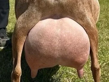 Close-up of a brown goat's udder, standing on grass
