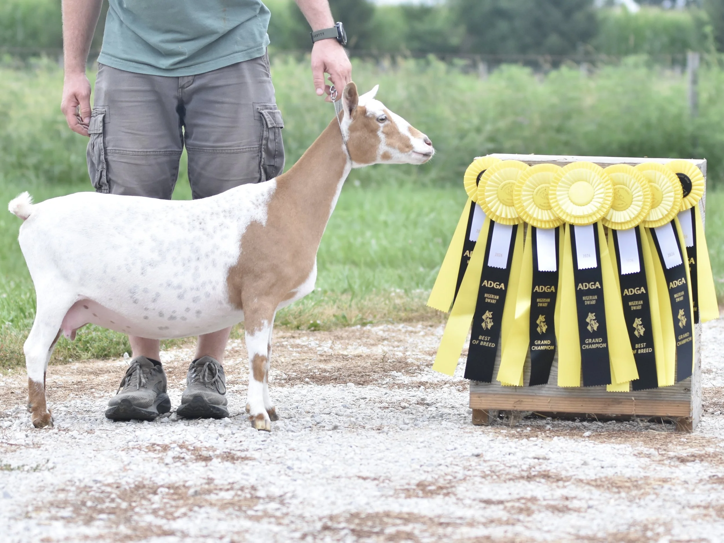 A person standing behind a goat, which has won award ribbons hanging from its side. The goat has a white body with brown patches on its head and neck.