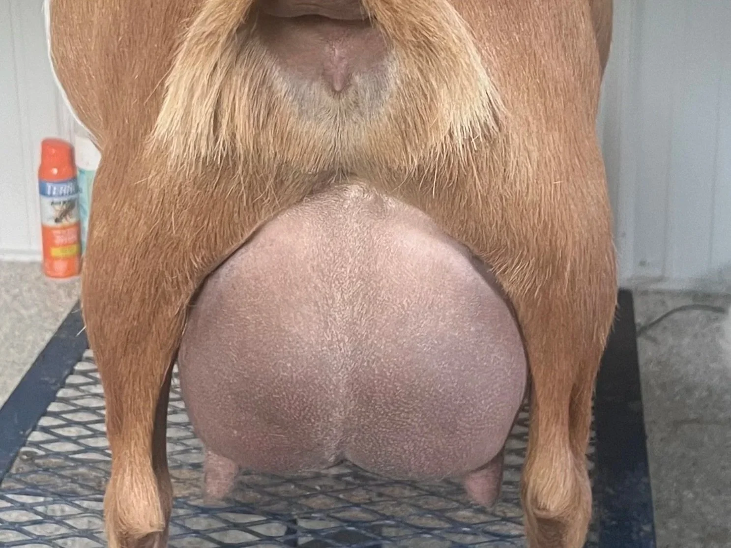 Close-up of a goat's udder.