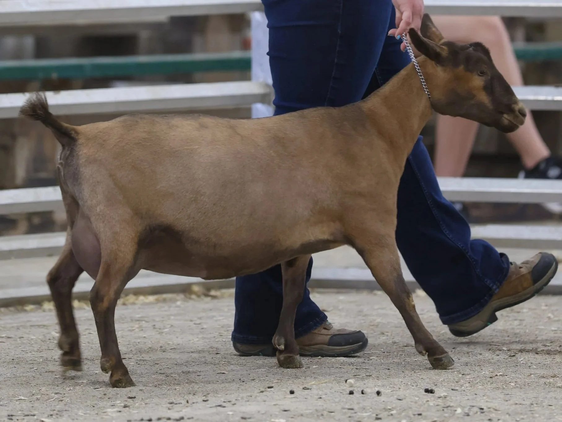 A brown goat with black markings on its face, being led by a person dressed in blue jeans and brown shoes, walking on a sandy surface in an arena.