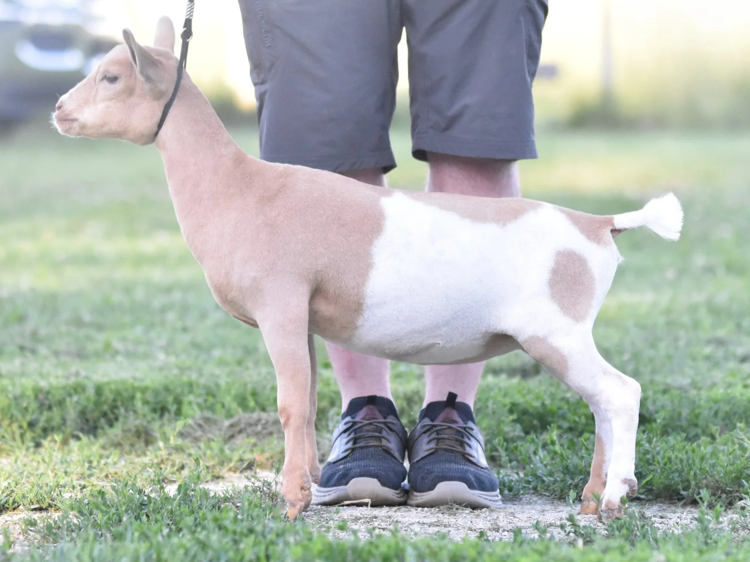 A person standing on grass, holding a small goat with brown and white markings, in a park or field with blurred background.