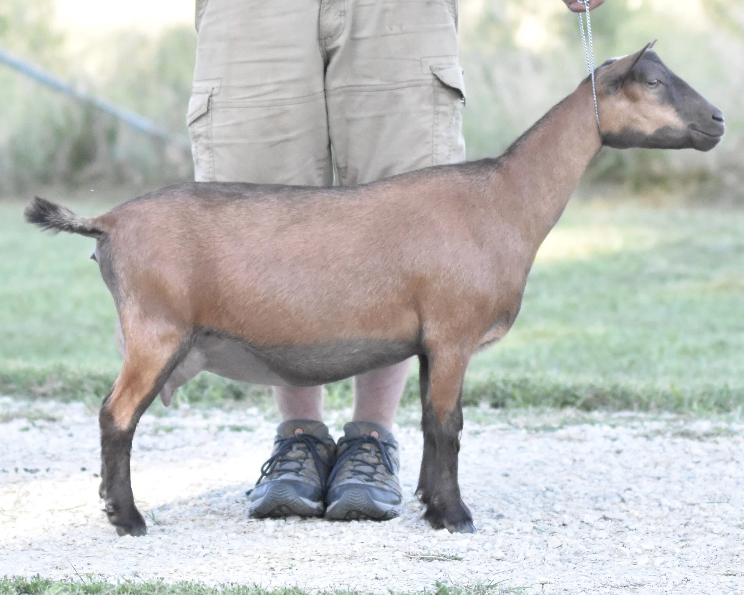 Person standing outdoors in shorts and hiking shoes with a goat standing in front of them.