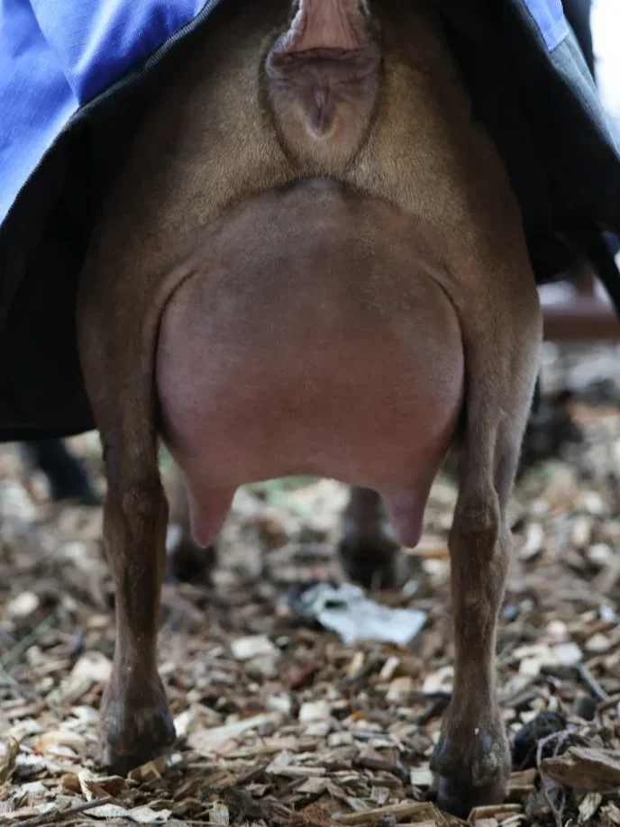 Close-up of the underside of a goat, showing its udder and hind legs on a ground covered with wood chips.