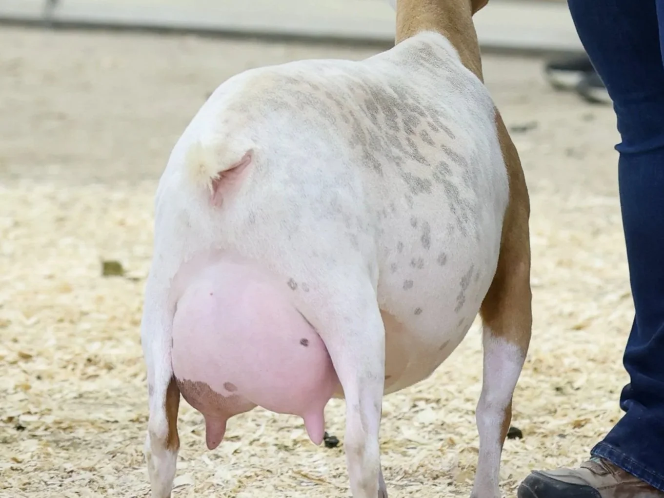 Rear view of a white goat with a large pink udder, standing on dirt or straw, with a person's leg and foot visible on the right side.