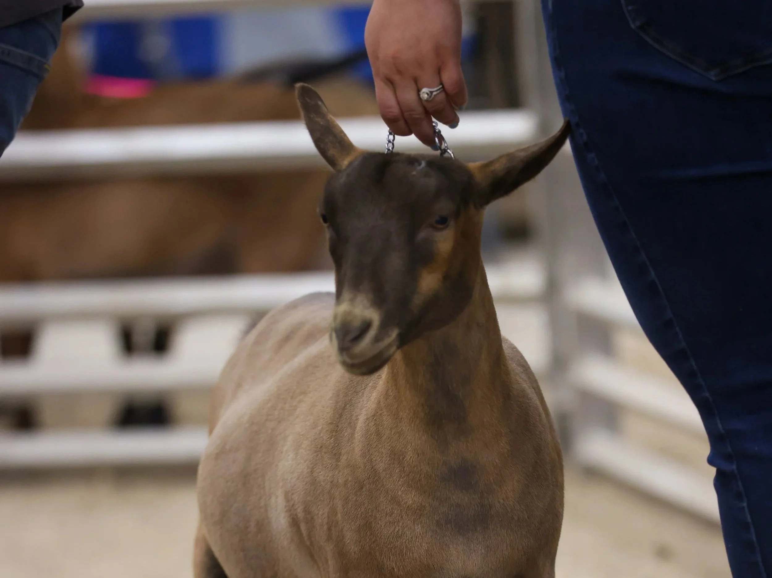 A person holding a chain leash attached to a brown goat, indoors with a blurred background.