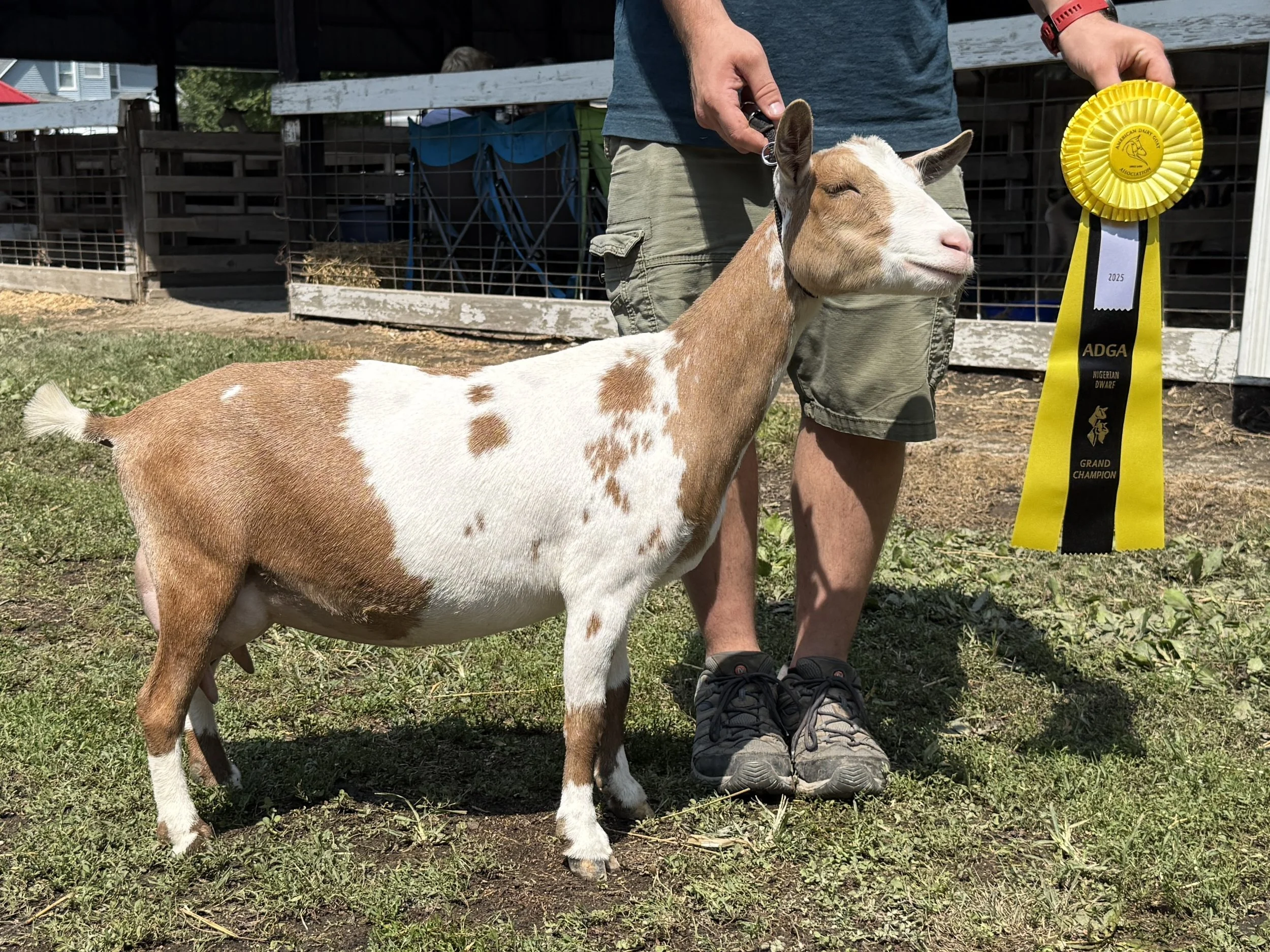 A small goat with white and brown fur standing on grass, with a person holding a yellow ribbon next to it, indicating it is a champion in a Nigerian Dwarf goat competition. The person is wearing black shoes, camouflage shorts, and a gray t-shirt, and is standing outdoors near a wooden fence.