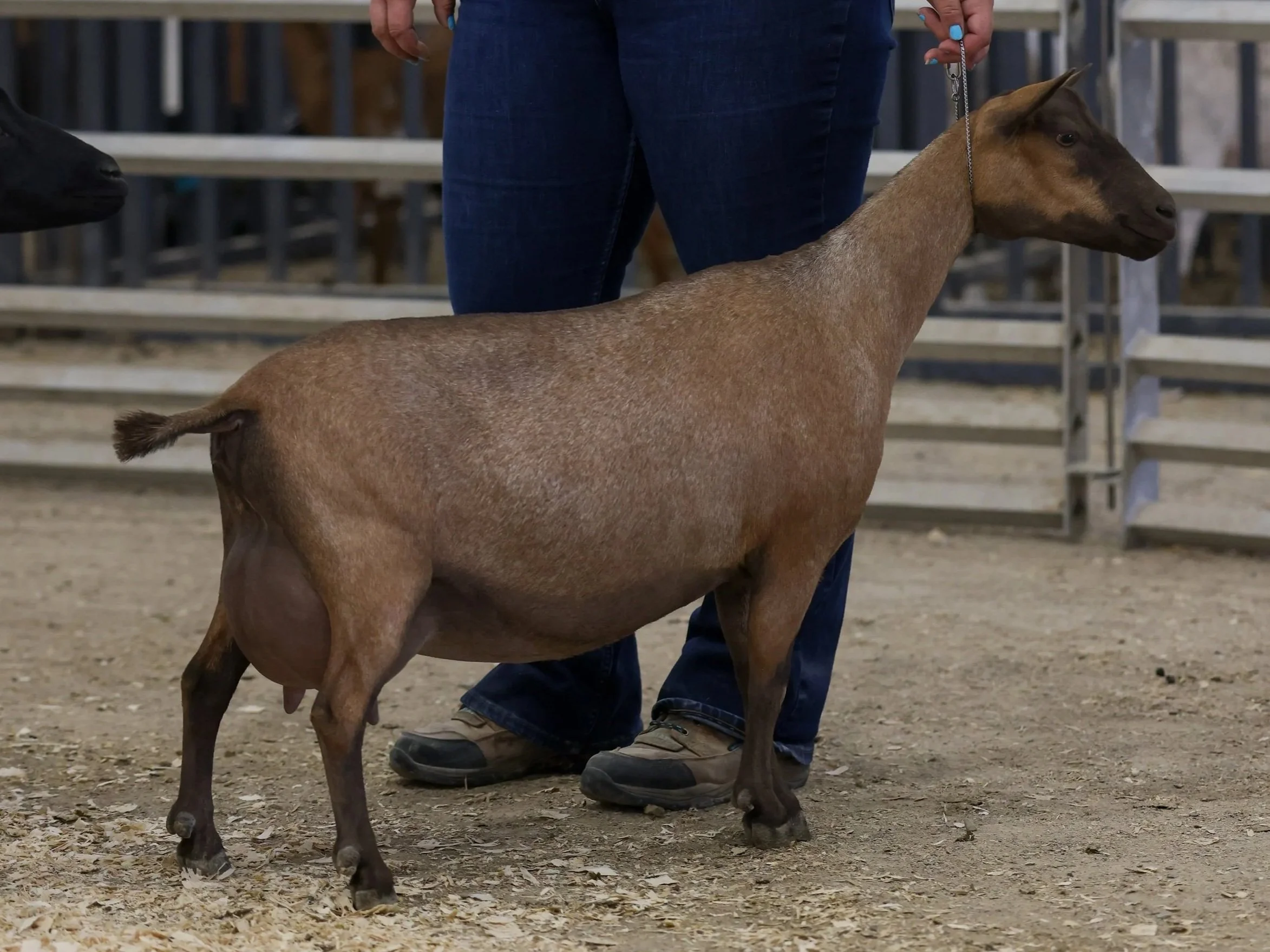 A person standing on a dirt ground, holding a small brown goat on a leash, with metal fences in the background.