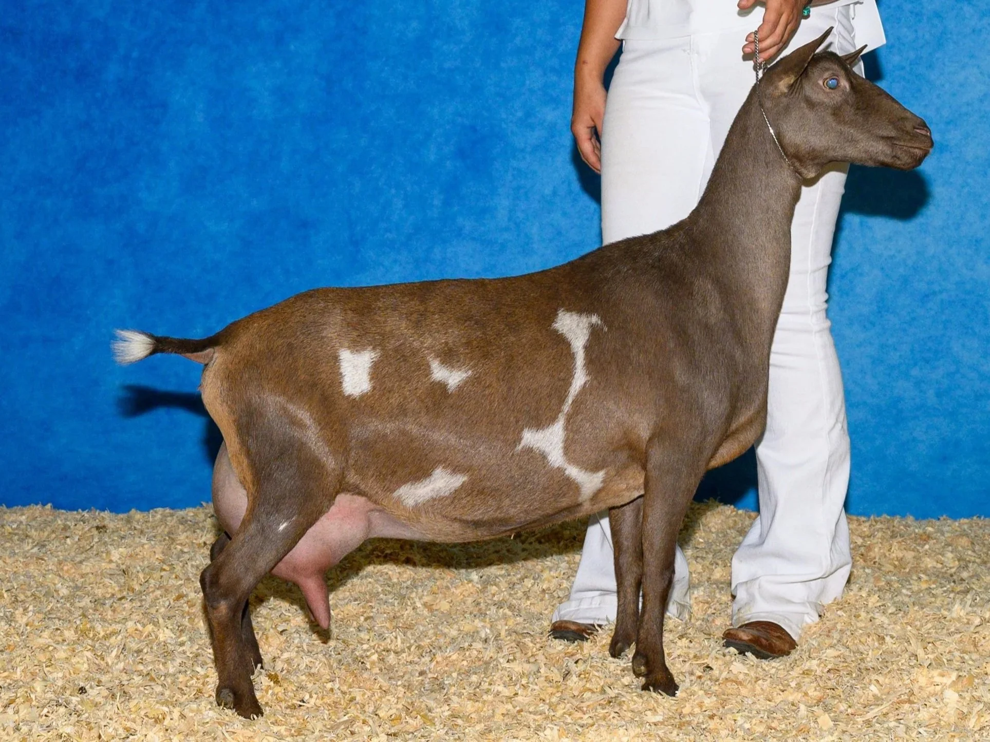 Brown and white goat standing on bedding next to a person in white pants, with a blue background.