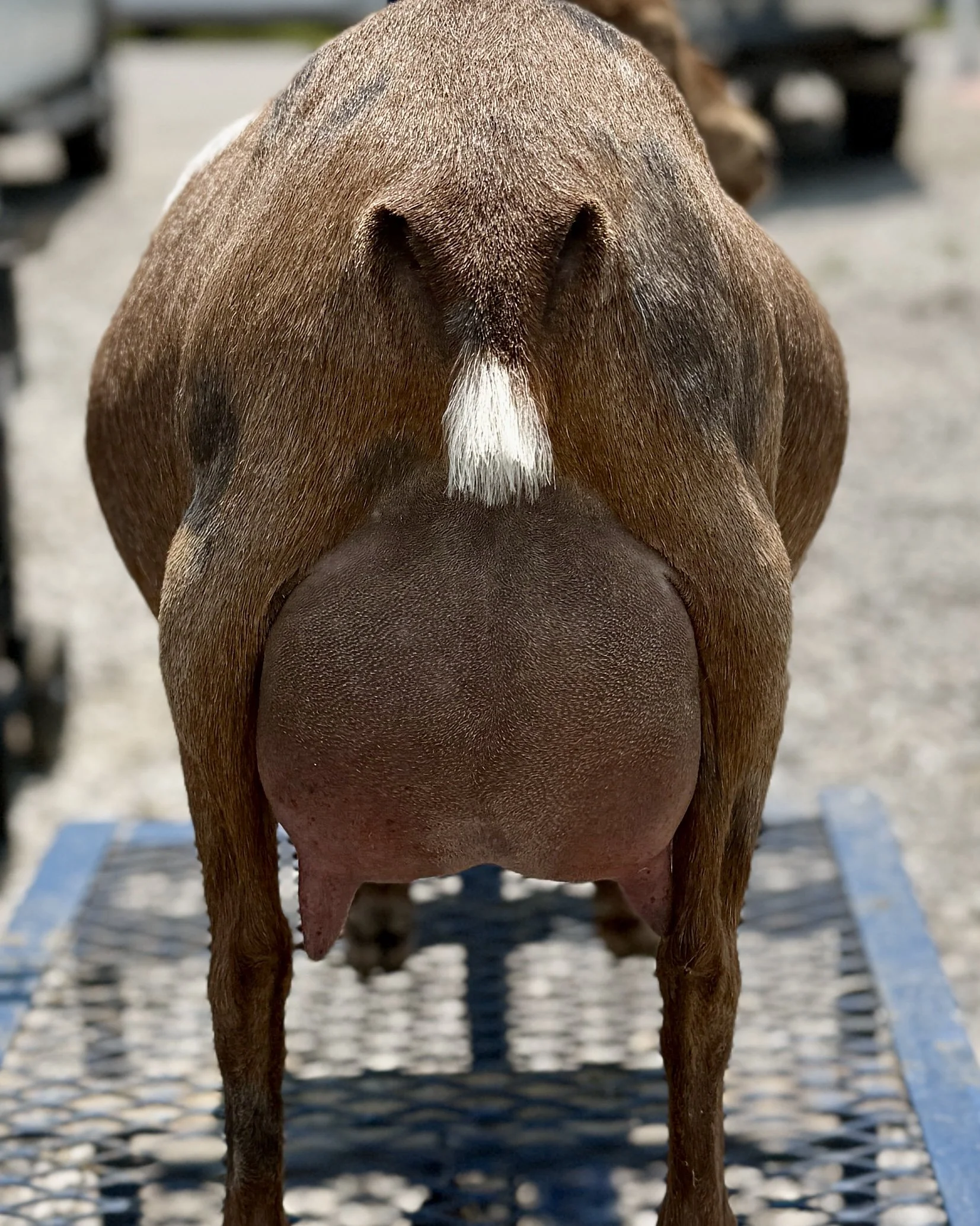 Close-up of a brown dog's nose and snout, with a white patch of fur above the nose.