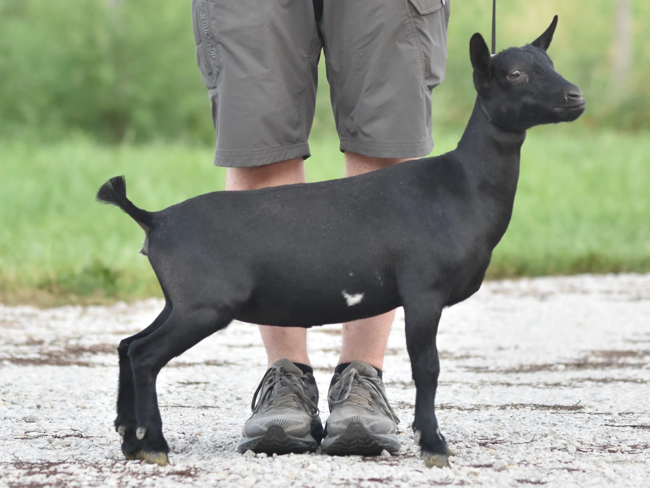 Person standing on a grassy field wearing khaki shorts and sneakers, with a small black goat standing close in front of their feet, and a larger black goat partly visible in the background.