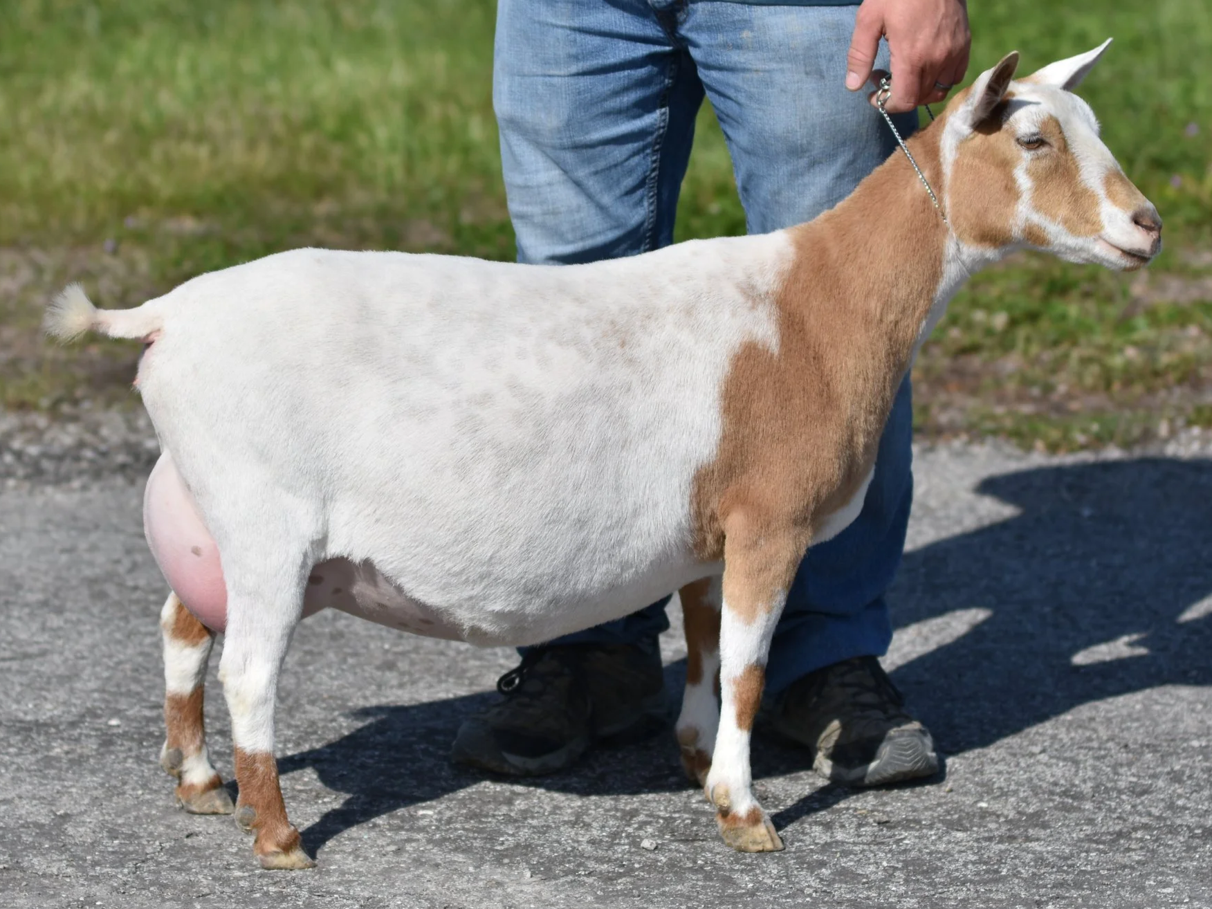 A small goat with a white and brown coat standing on a gravel surface, being held on a leash by a person wearing blue jeans and black shoes, outside on a grassy area.