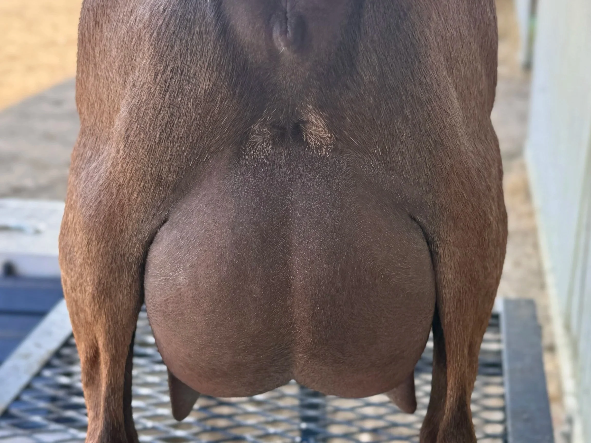 Close-up of a goat's udder.