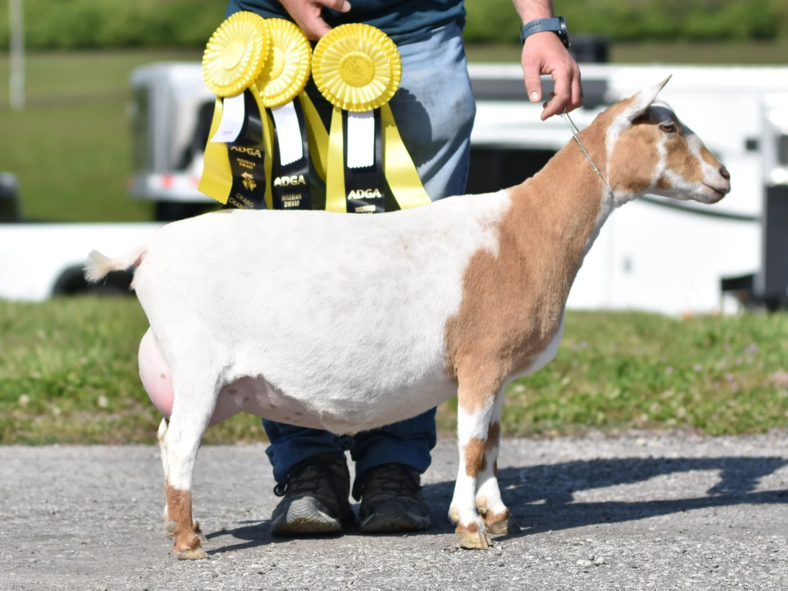 A farmer holding a goat with blue and yellow award ribbons attached to it at an outdoor event.