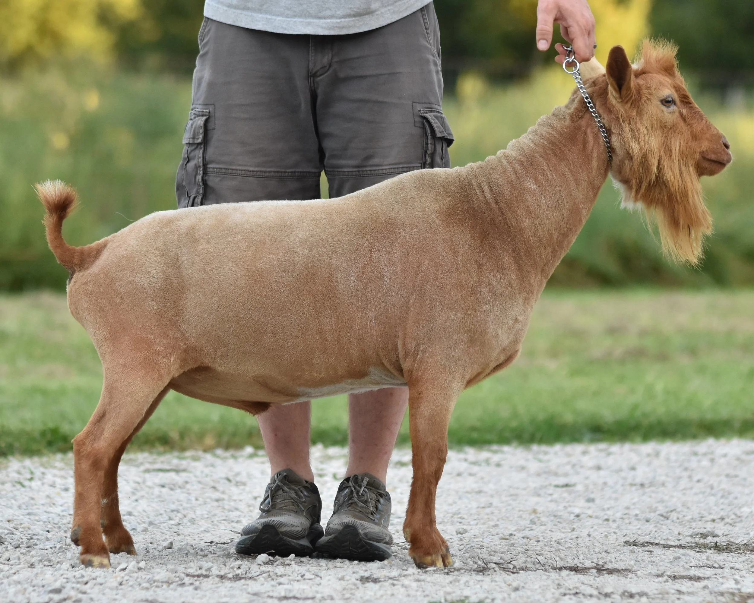 A person standing with a goat, holding the goat's chain. The person is dressed in blue pants and sneakers, and the goat is light brown with a beard and short hair. The setting is outdoors on a grassy area.