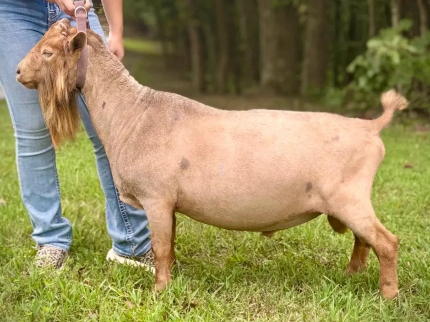 A brown goat standing on grass with a person holding its collar, background of trees.