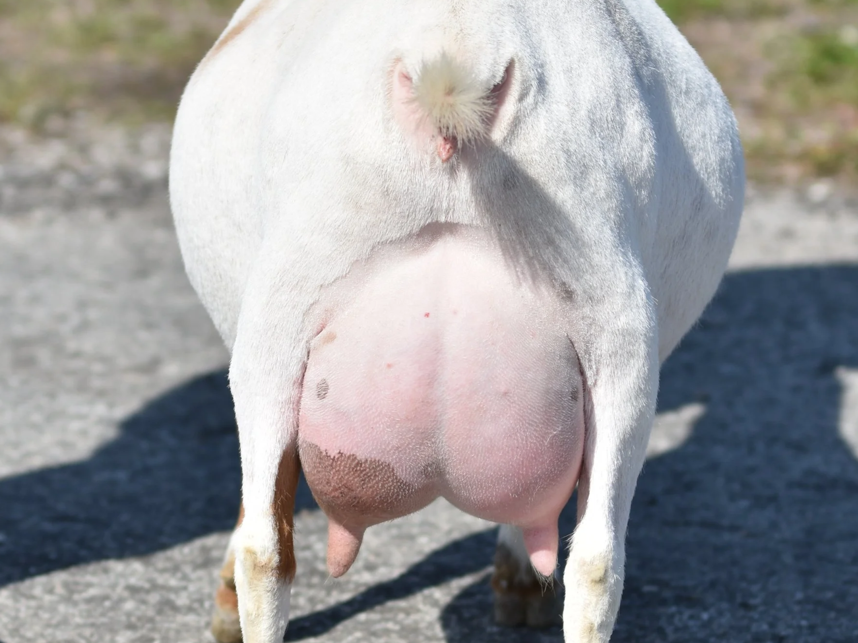 Close-up of a goat's udder.