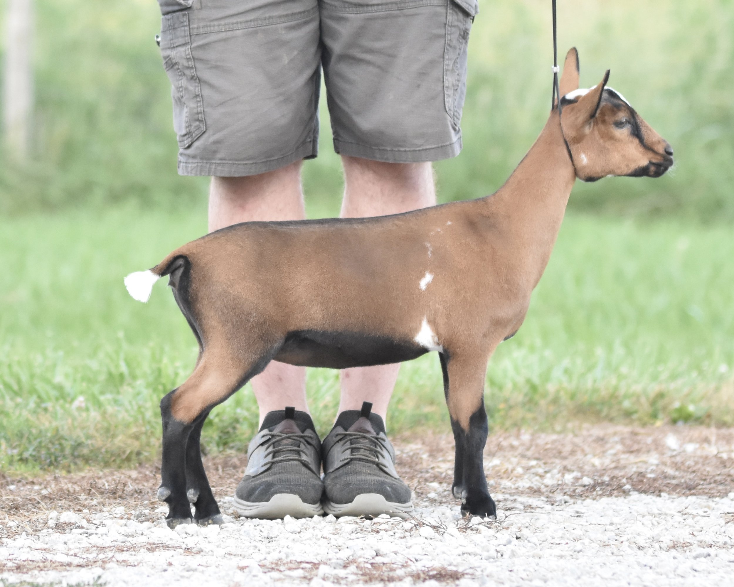 A young goat drinking milk from a bottle held by a person. The goat wears a pink collar with writing on it. The background is a white wooden wall.