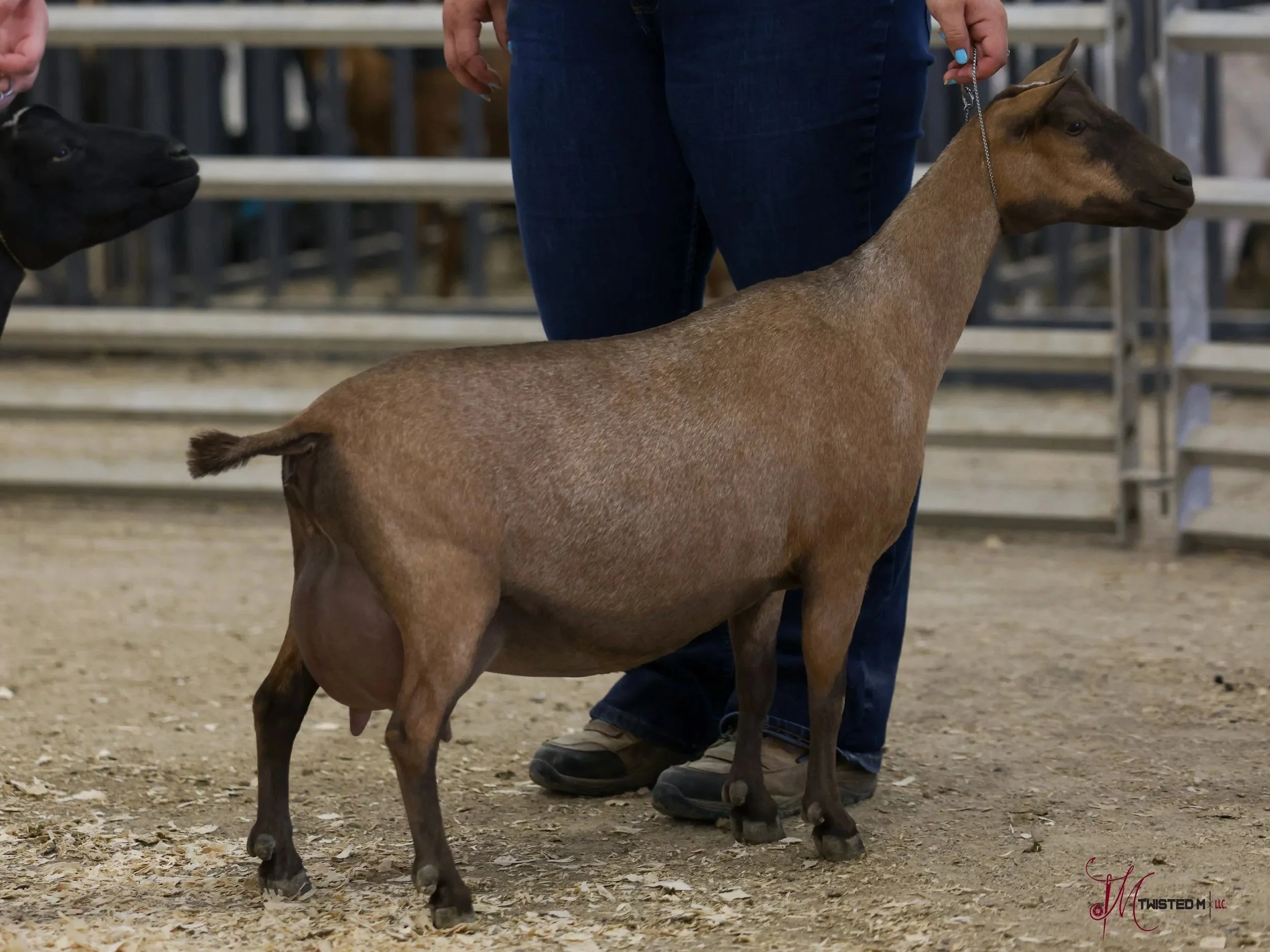 A person is holding a brown goat with a chain around its neck, standing on a dirt floor. Another black goat is nearby, and there are metal fences in the background.