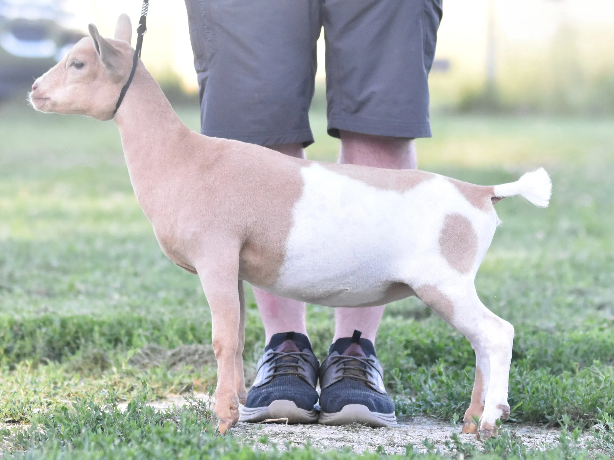 Close-up of a small goat with a light pink and white coat standing on grassy ground, wearing black shoes, next to a person in dark shorts and sneakers.