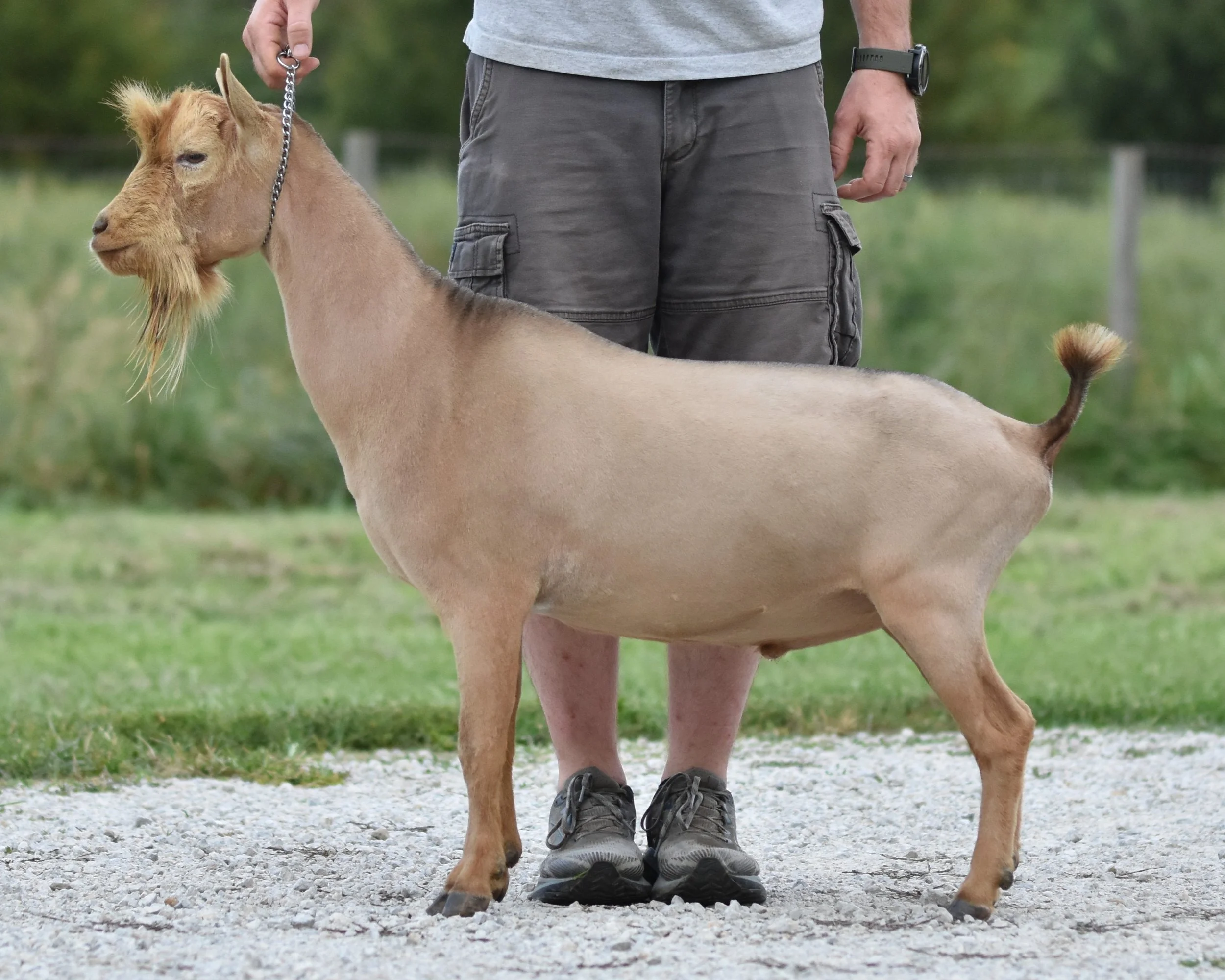 A person with blue pants standing behind a tan goat on a grassy field.
