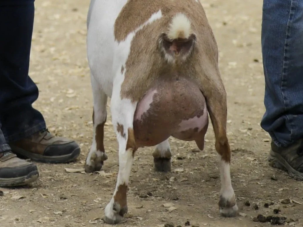 Close-up of the rear view of a goat with notably large udders standing on dirt, with people on either side.